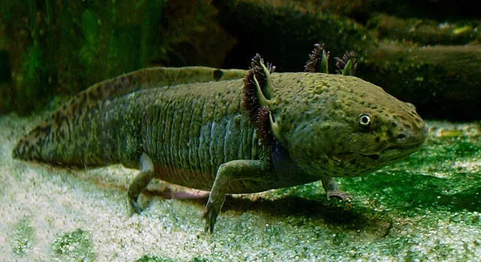 Axolotl Regenerates Almost Any Organ