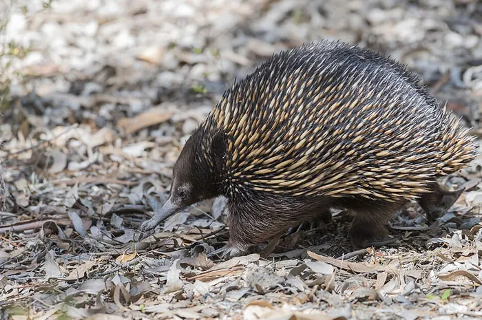 Echidna Mating Trains Stretch For Meters