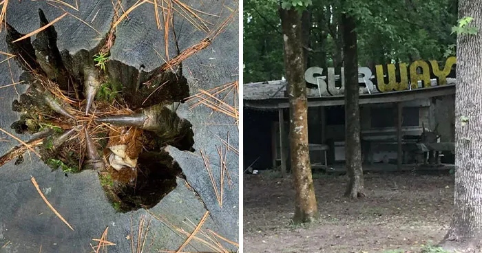 50 Of The Creepiest Things People Have Ever Encountered While Exploring The Forest