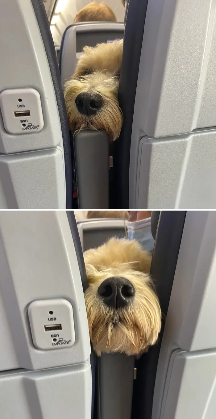 This Dog On My Flight