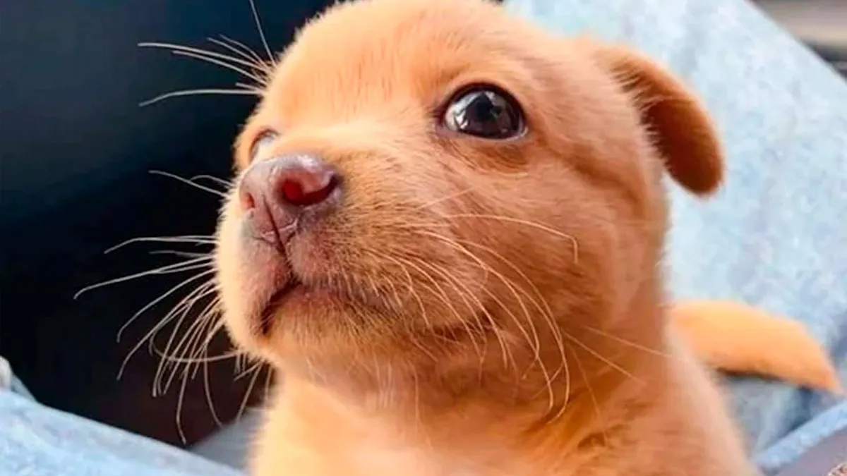 “Told My Wife I Didn’t Want Another Dog, I Was Wrong”: 50 Of The Purest Dog Photos (New Pics)