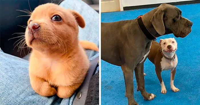“Told My Wife I Didn’t Want Another Dog, I Was Wrong”: 50 Of The Purest Dog Photos (New Pics)