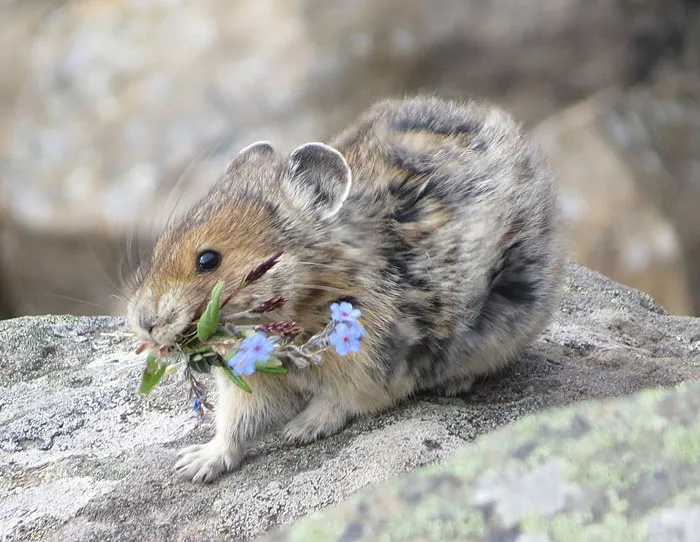 Pika