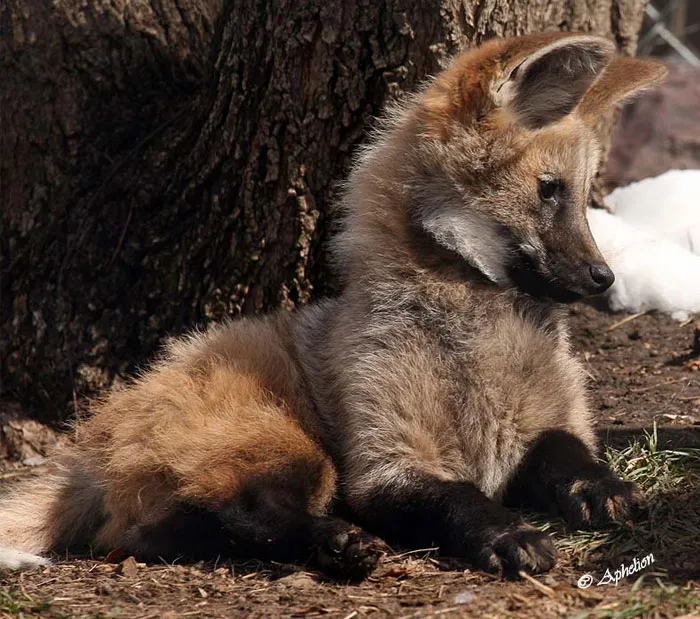 Maned Wolf