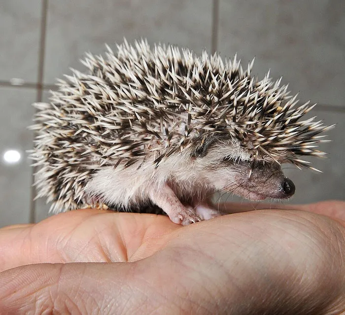 African Pygmy Hedgehog
