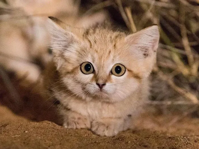 Sand Cat
