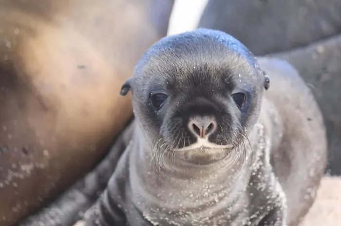 Galápagos Fur Seal