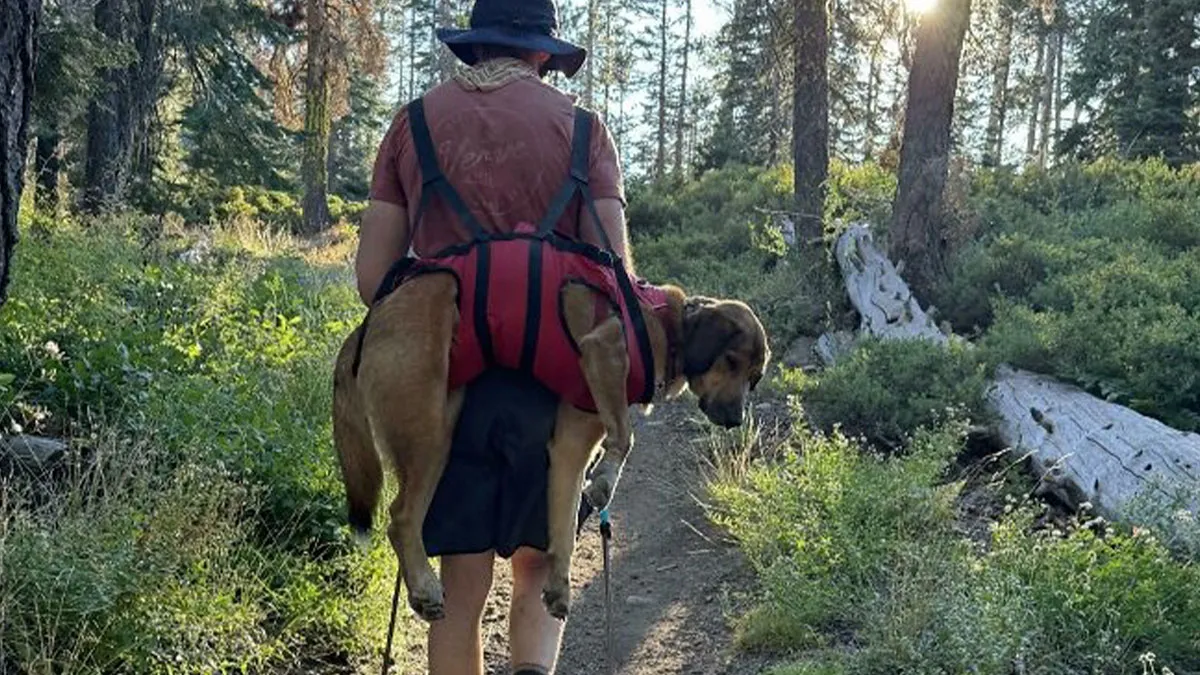 45 Doggone Adorable Doggos Just Out For A Hike With Their Owners