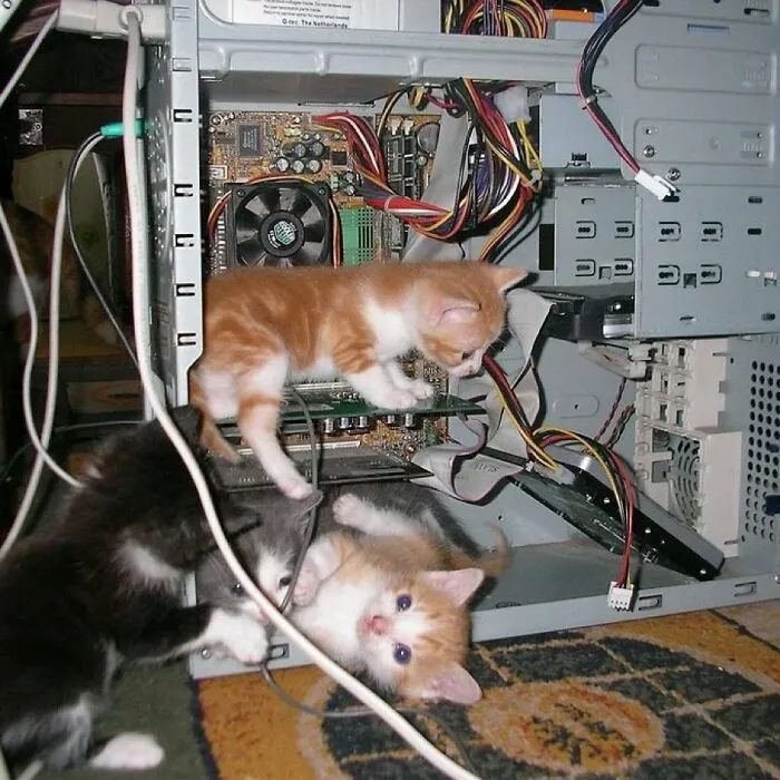 38 Fotos de gatos adorables para animarte si llevas un mal día