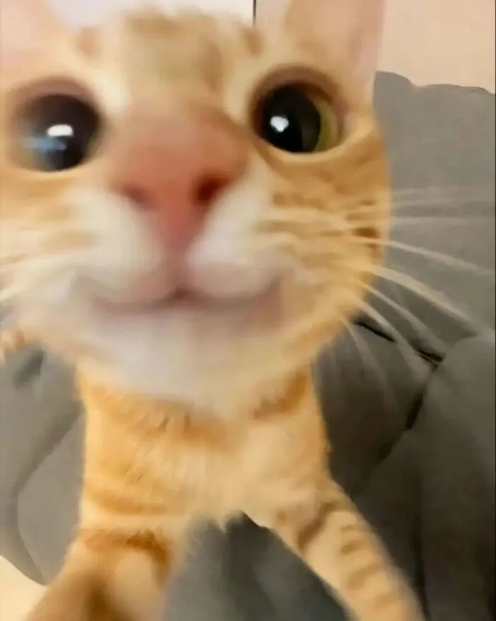 38 Fotos de gatos adorables para animarte si llevas un mal día