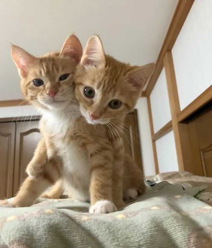 38 Fotos de gatos adorables para animarte si llevas un mal día
