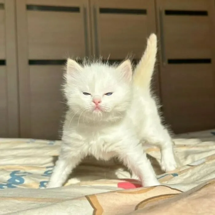 Gato blanco pequeño estirándose sobre la cama, fotos de gatos adorables para animarte en un mal día.