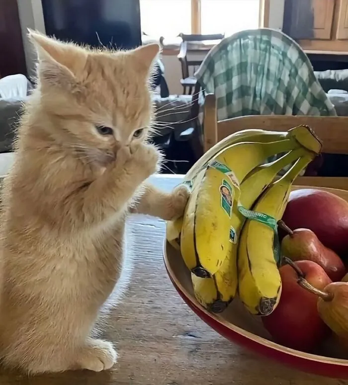 This Collection Of 50 Sweet Cat Pics Will Have Even Dog Lovers Saying Awww