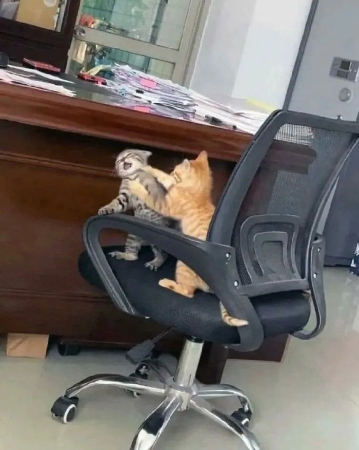 Dos gatos adorables jugando en una silla de oficina, escena divertida para animarte si llevas un mal día.