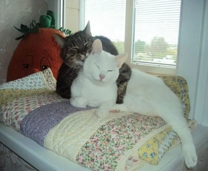 38 Fotos de gatos adorables para animarte si llevas un mal día