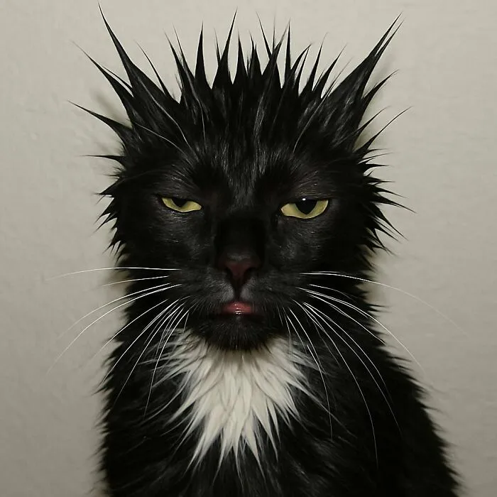 38 Fotos de gatos adorables para animarte si llevas un mal día