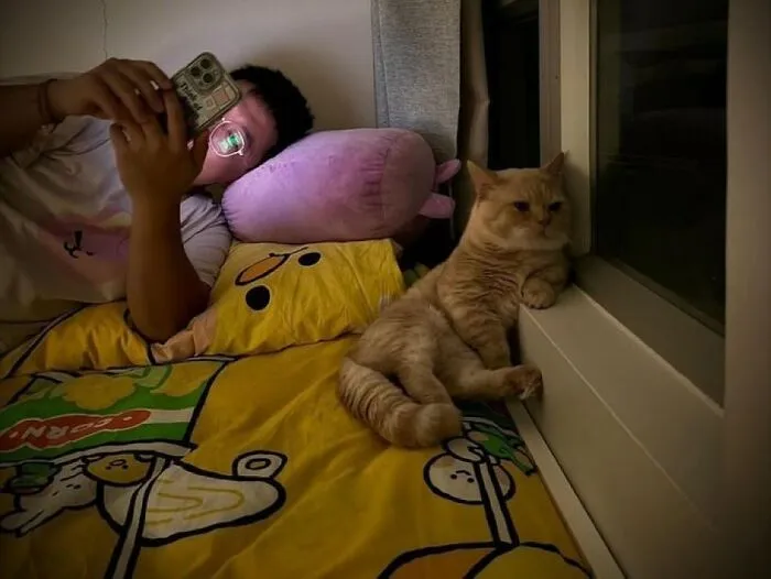 Gato adorable recostado junto a ventana mientras una persona usa el móvil en una cama con ropa amarilla.