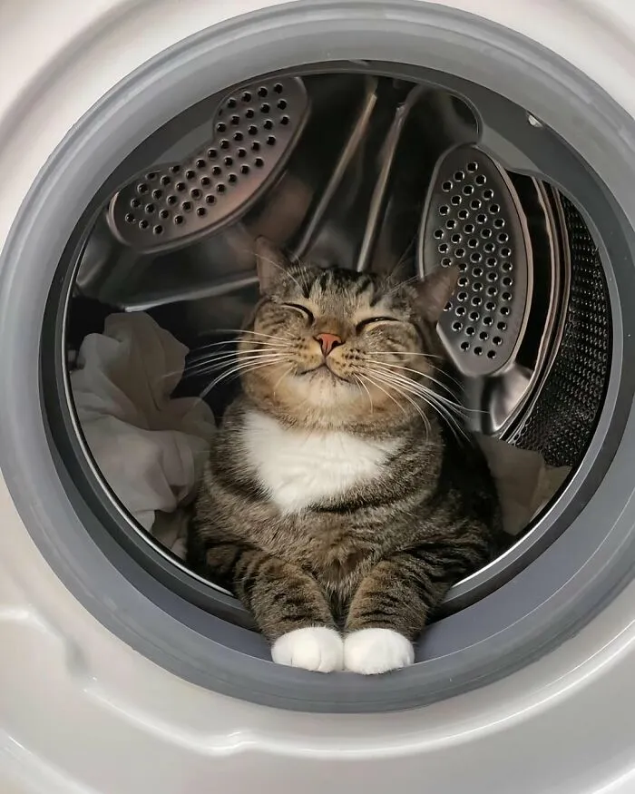 38 Fotos de gatos adorables para animarte si llevas un mal día