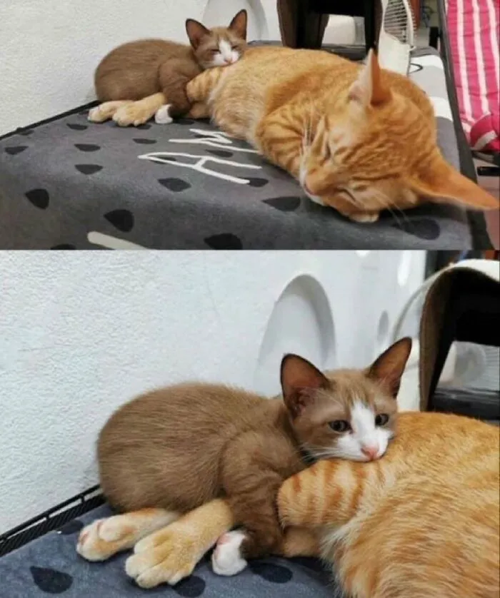 38 Fotos de gatos adorables para animarte si llevas un mal día