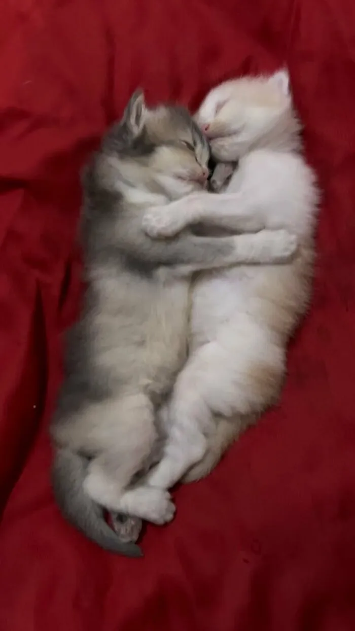Dos gatitos adorables durmiendo abrazados sobre una cama roja, fotos de gatos adorables para animarte.