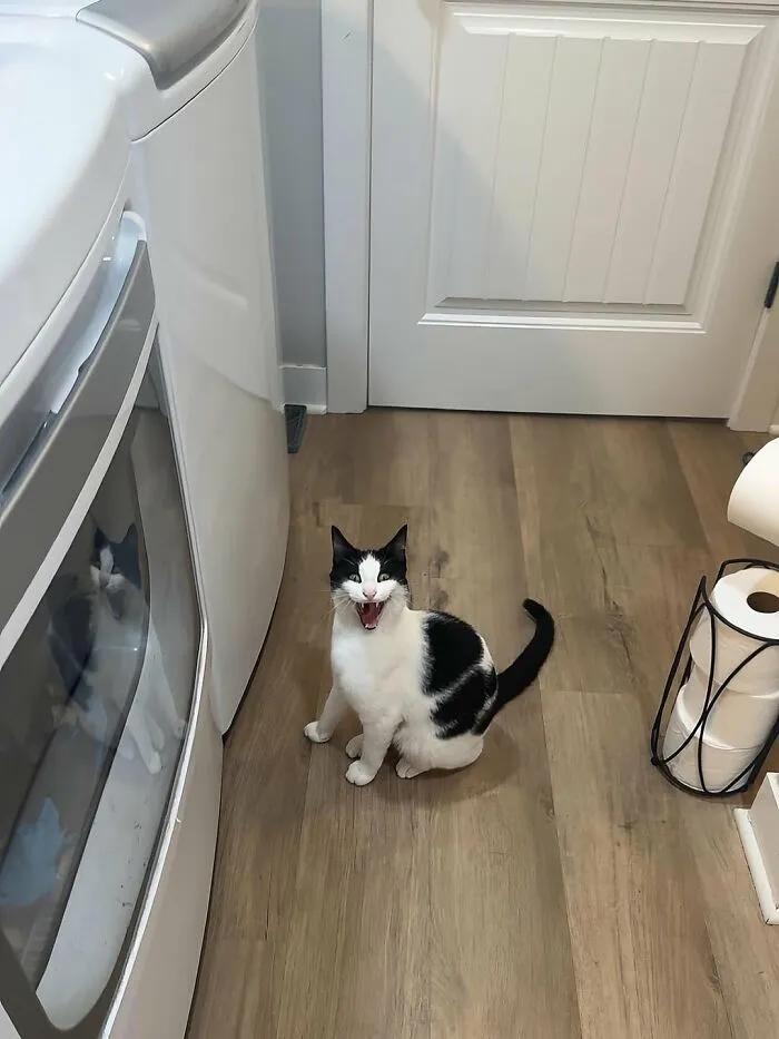 This Collection Of 50 Sweet Cat Pics Will Have Even Dog Lovers Saying Awww