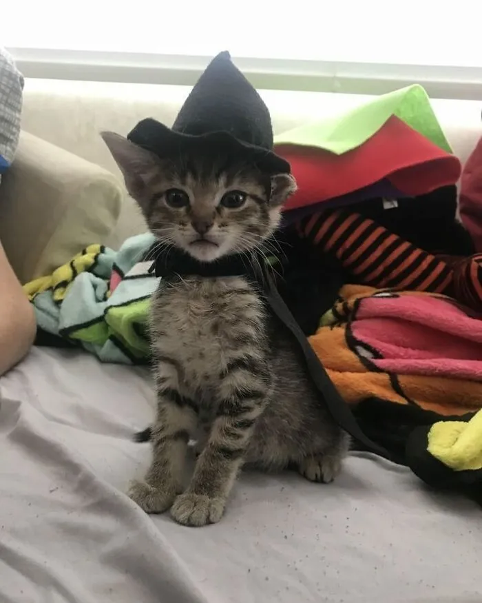 38 Fotos de gatos adorables para animarte si llevas un mal día