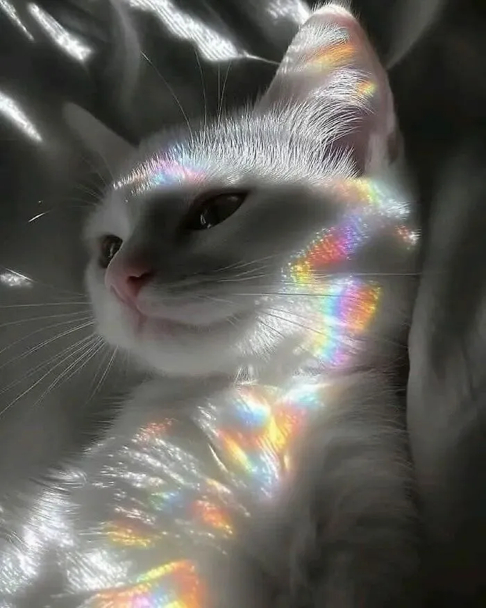 38 Fotos de gatos adorables para animarte si llevas un mal día