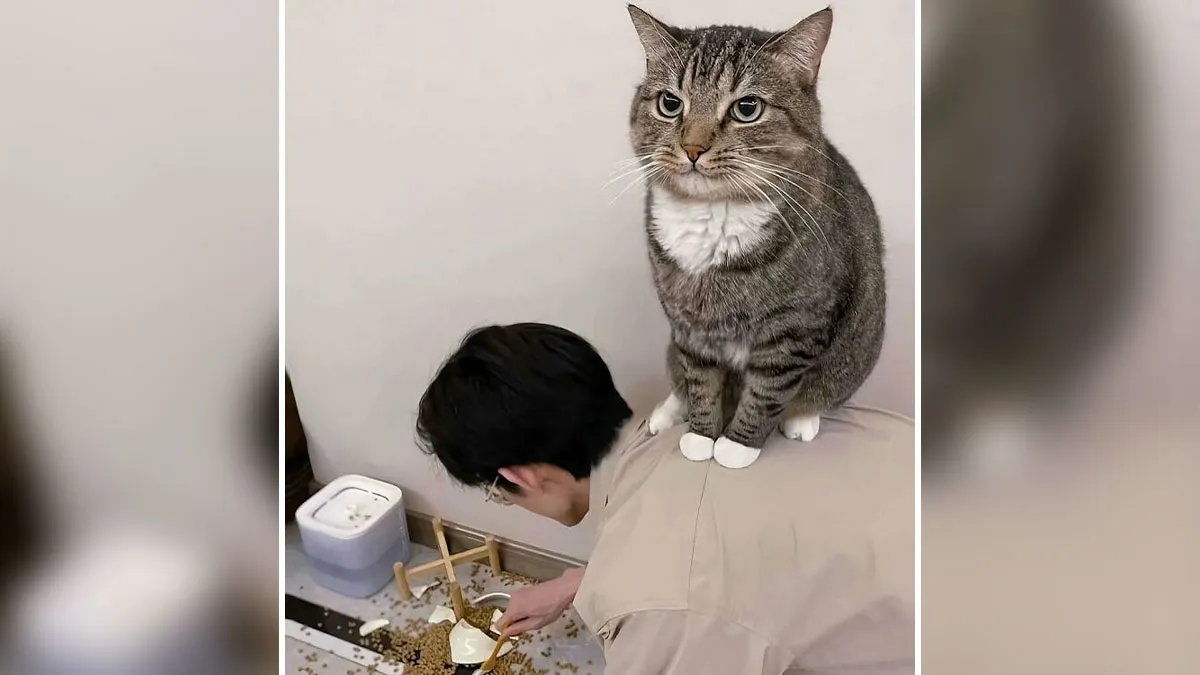 This Collection Of 50 Sweet Cat Pics Will Have Even Dog Lovers Saying Awww