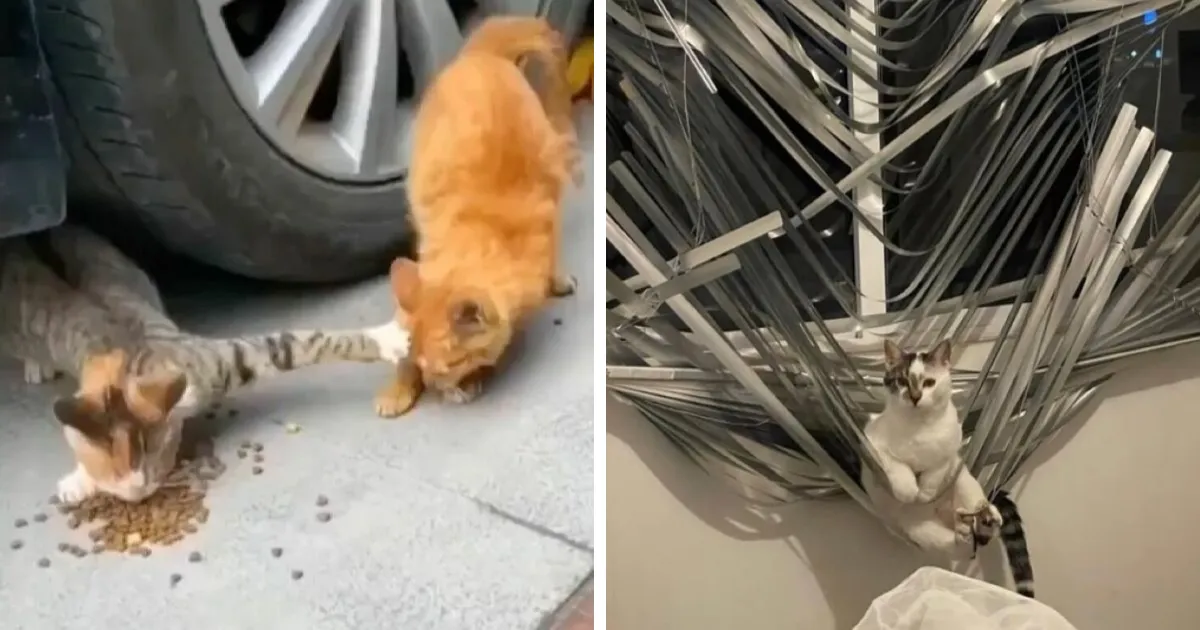 38 Fotos de gatos adorables para animarte si llevas un mal día