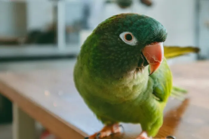 These 40 Sneaky Pets Knew Exactly What They Were Doing, And It’s Equal Parts Genius And Evil