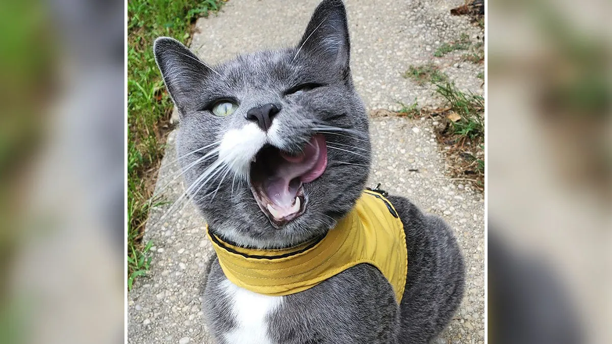 Cat Hated Taking Pills Until His Human Found A Brilliant Way To Make It Work