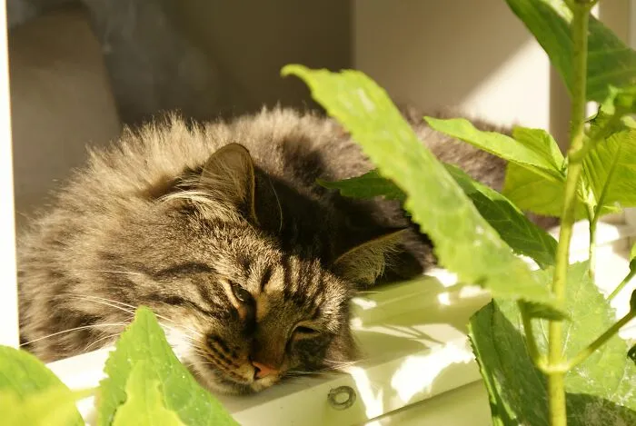 These 40 Sneaky Pets Knew Exactly What They Were Doing, And It’s Equal Parts Genius And Evil