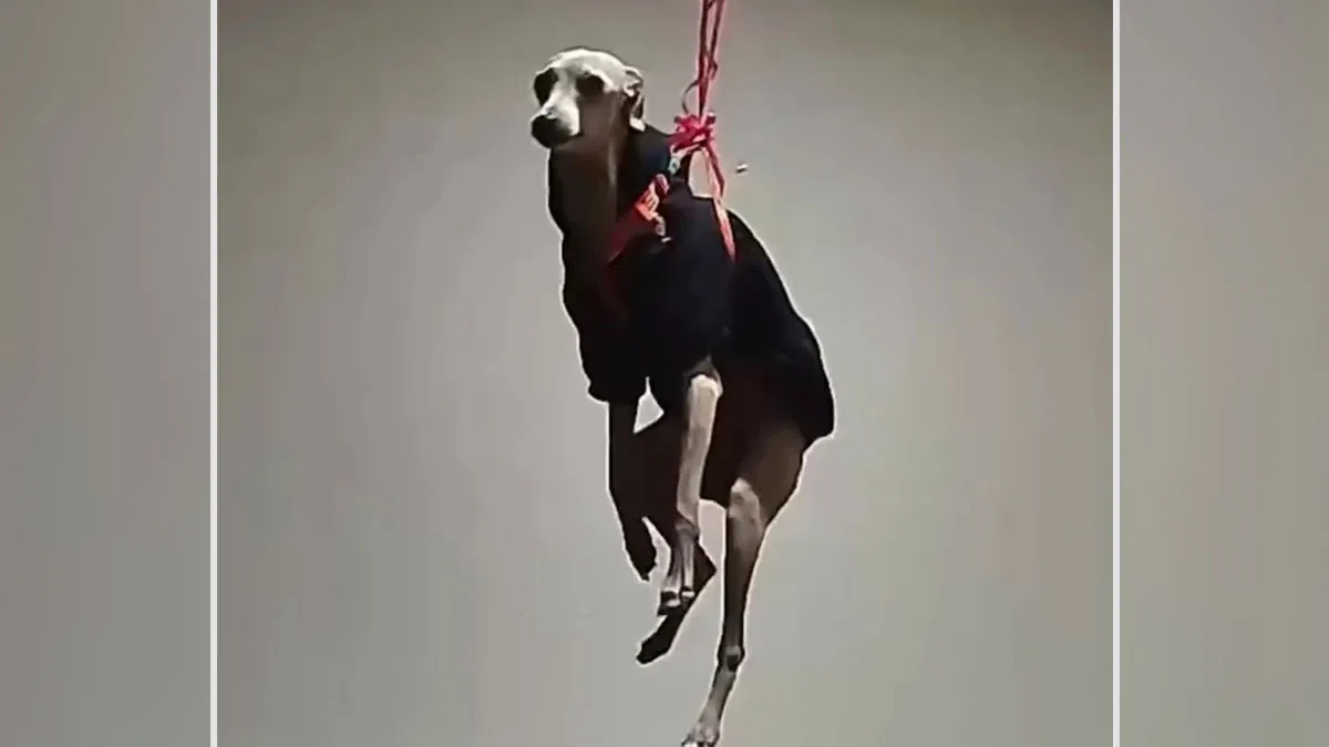 Netizens In Awe And In Stitches After Guy Shares "The Day My Dog Floated At Home"