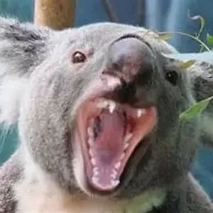 Drop Bear from Hell