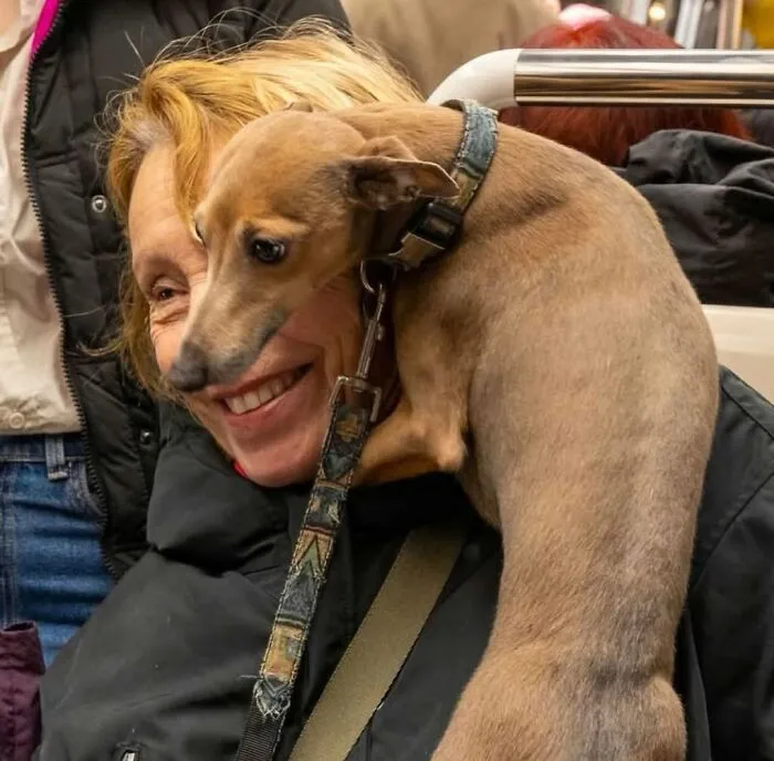 30 Unexpected Animal Moments Caught On Camera In The Streets, As Shared On This Instagram Page
