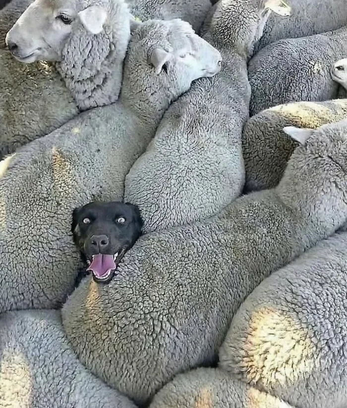 30 Unexpected Animal Moments Caught On Camera In The Streets, As Shared On This Instagram Page