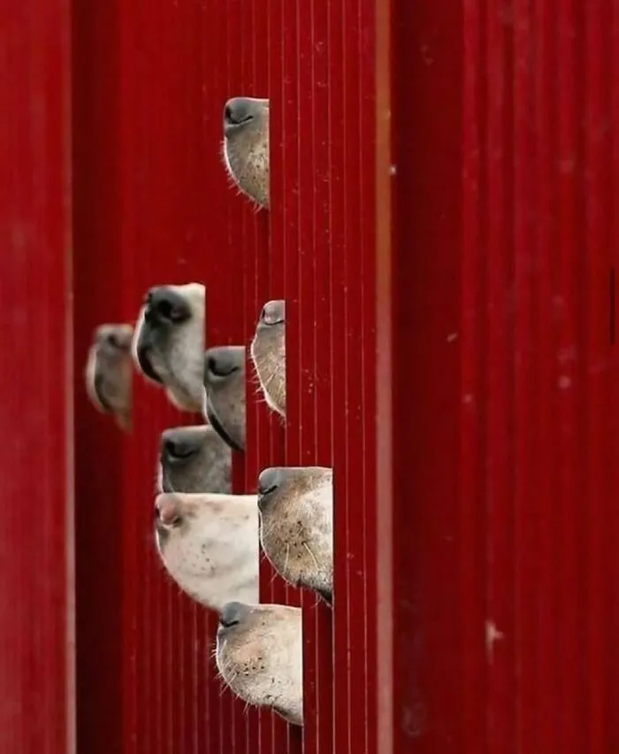 30 Unexpected Animal Moments Caught On Camera In The Streets, As Shared On This Instagram Page
