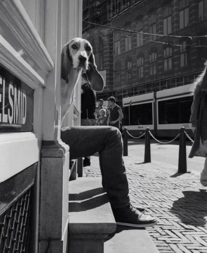 30 Unexpected Animal Moments Caught On Camera In The Streets, As Shared On This Instagram Page
