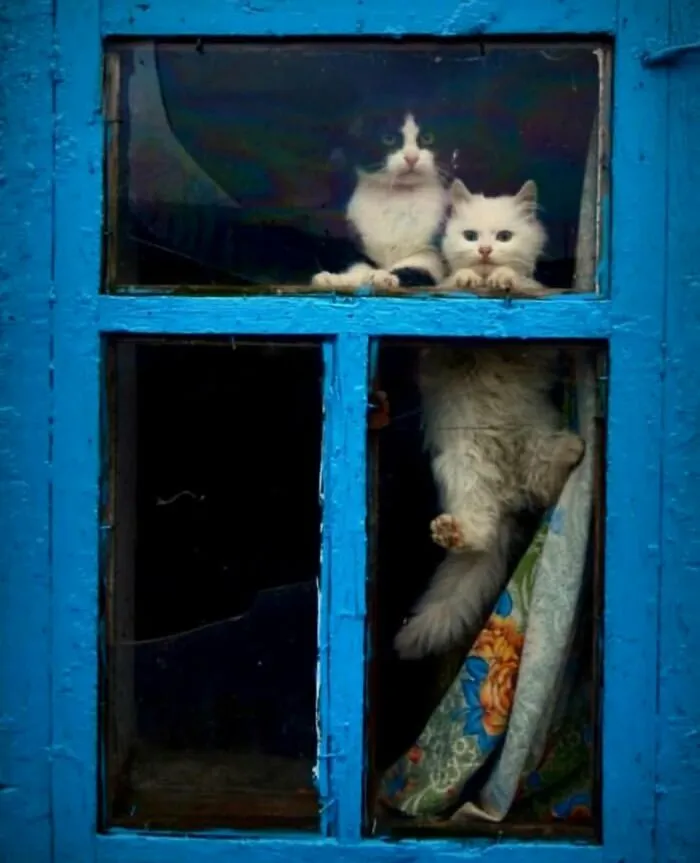 30 Unexpected Animal Moments Caught On Camera In The Streets, As Shared On This Instagram Page