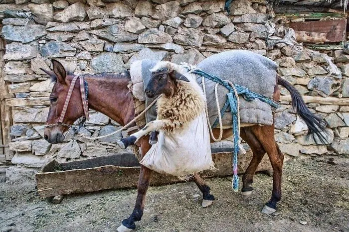 30 Unexpected Animal Moments Caught On Camera In The Streets, As Shared On This Instagram Page