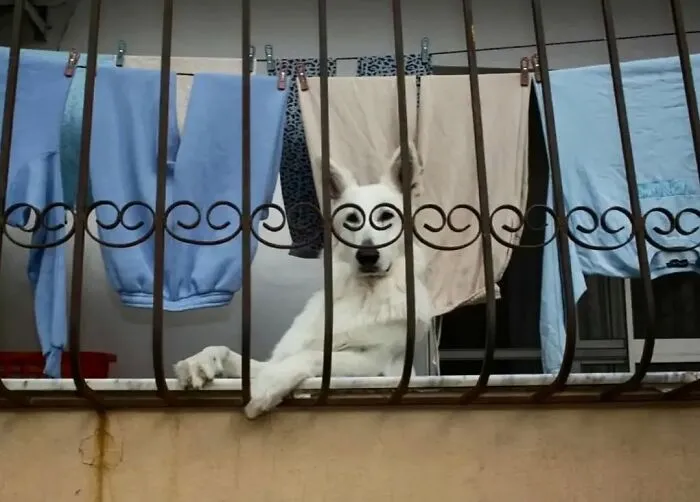 30 Unexpected Animal Moments Caught On Camera In The Streets, As Shared On This Instagram Page