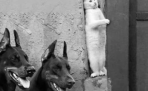 30 Unexpected Animal Moments Caught On Camera In The Streets, As Shared On This Instagram Page