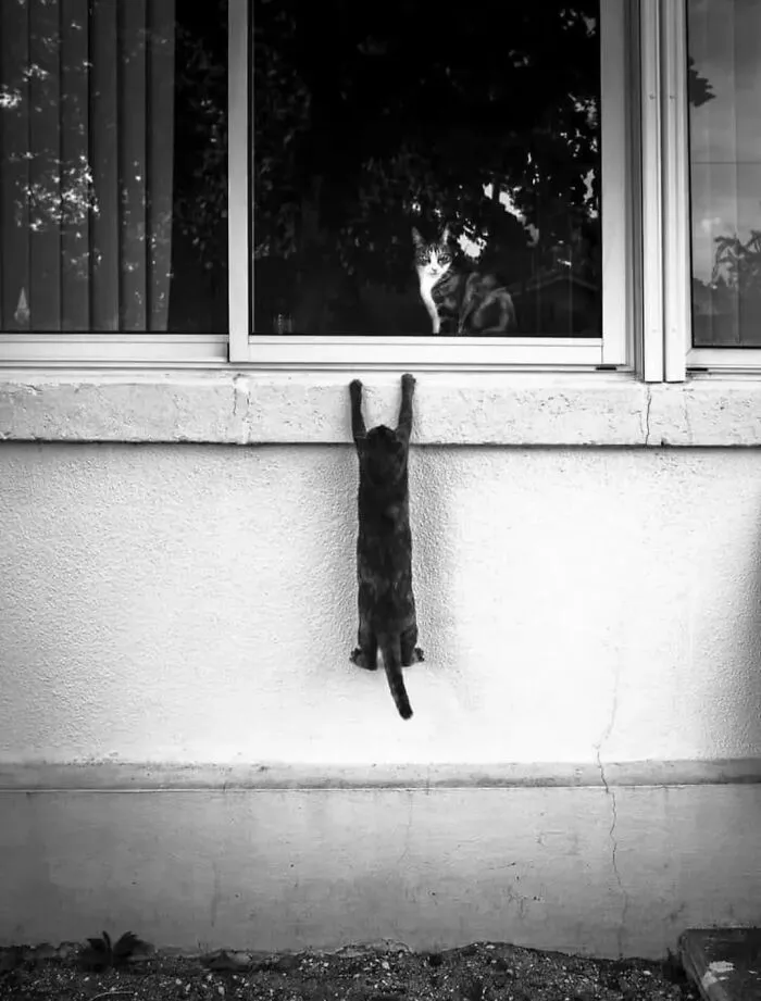 30 Fascinating Animal Moments Caught On The Streets By Street Photographers