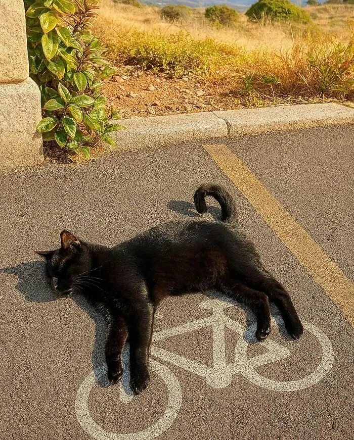 This Instagram Page Collects Hilarious And Wholesome Animal Photos, Here Are 40 Of The Best Ones