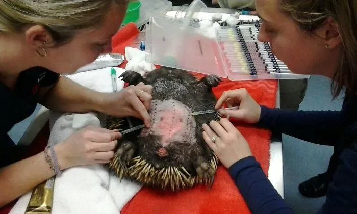 Treat Echidnas For Ant Allergies