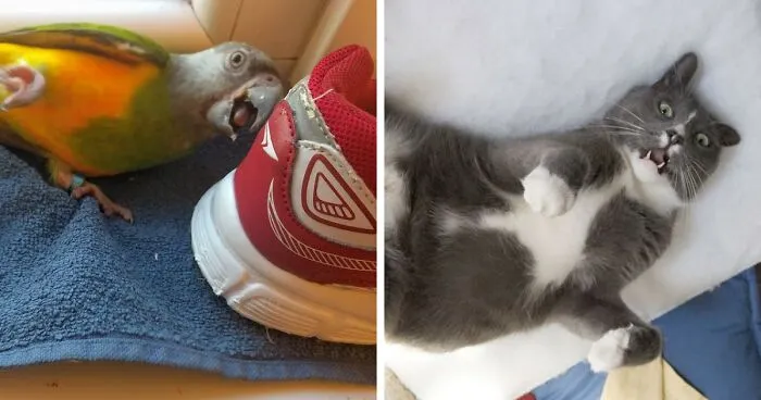 Hey Pandas, Share Your Pet’s Most Dramatic Moment Caught On Camera (Closed)