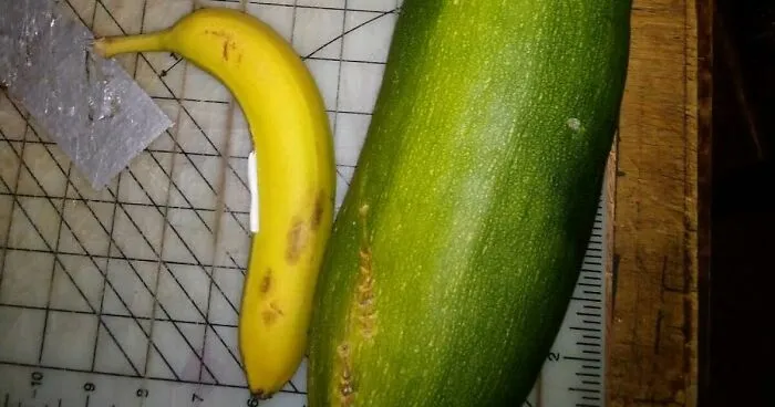 Hey Pandas, Share A Photo Of A Giant Version Of An Everyday Item You Found (Closed)