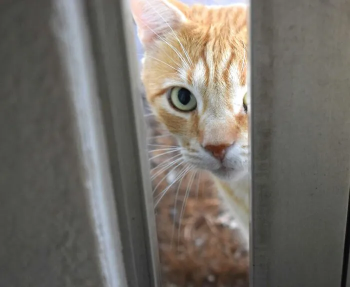 These 40 Sneaky Pets Knew Exactly What They Were Doing, And It’s Equal Parts Genius And Evil