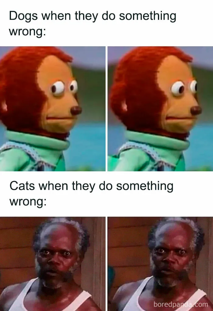 50 Random Memes That Brought Chaos, Laughter, And Unfiltered Fun