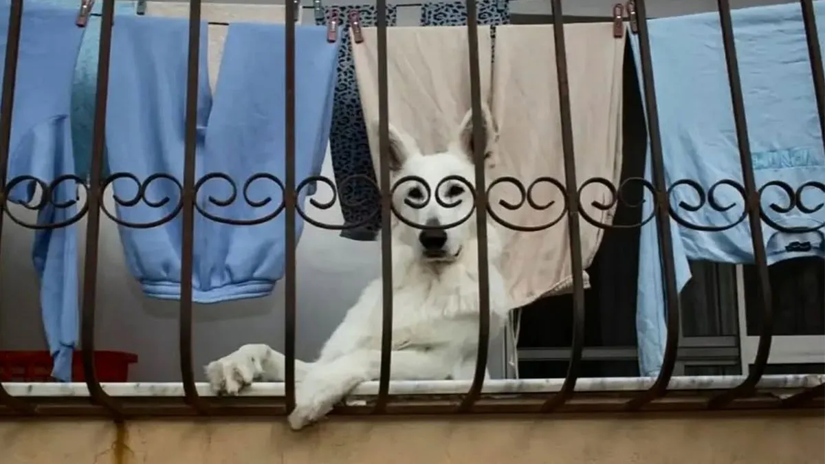 30 Unexpected Animal Moments Caught On Camera In The Streets, As Shared On This Instagram Page